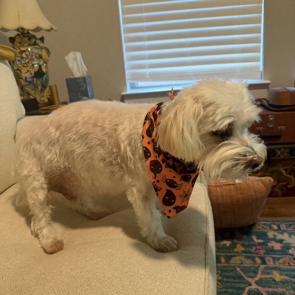 Shaggy Dog Market - Halloween haircut - Pet Stores Near Me - Kyle, Texas Shaggy Dog Market - Halloween haircut - Pet Stores Near Me - Kyle, Texas