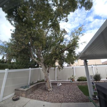 Gutierrez Quality Concrete - Our tall, beautiful tree before being removed. - Masonry/Concrete Near Me