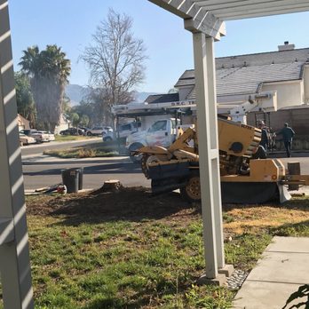 DMC Tree Care - Getting down to the root. - Tree Services Near Me - San Jacinto, California