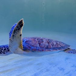 Sea Turtle