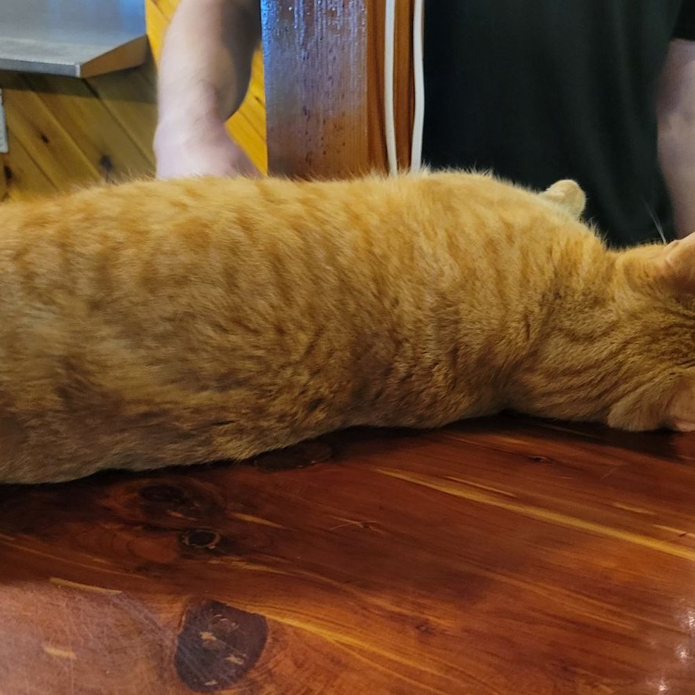 Ancient City Brewing - Galleon the wonder cat - Breweries Near Me - St. Augustine, Florida