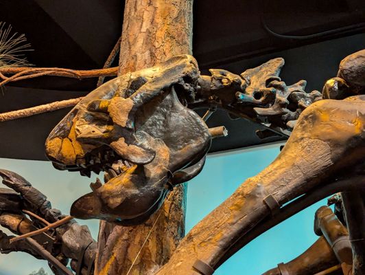 North Carolina Museum of Natural Sciences by null