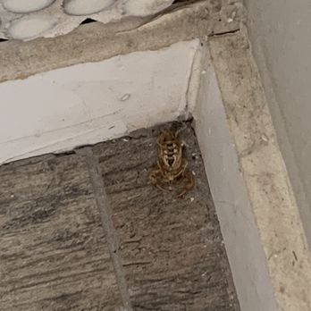 Sage Hill Inn & Spa - Dead bug in the bathroom - Bed & Breakfast Near Me - Kyle, Texas Sage Hill Inn & Spa - Dead bug in the bathroom - Bed & Breakfast Near Me - Kyle, Texas