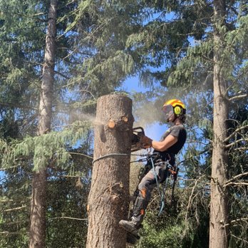 King's Tree Service - This is Wade. He is chunking down the last bit of a Fir tree damaged in the recent ice storm. - Tree Services Near Me - Beaverton, Oregon