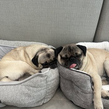 Pug Nation Rescue - Animal Shelters Near Me - Gardena, California