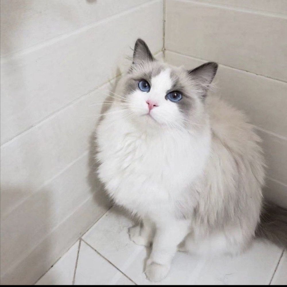 Ragdolljjsweeti - Pet Breeders Near Me Ragdolljjsweeti - Pet Breeders Near Me