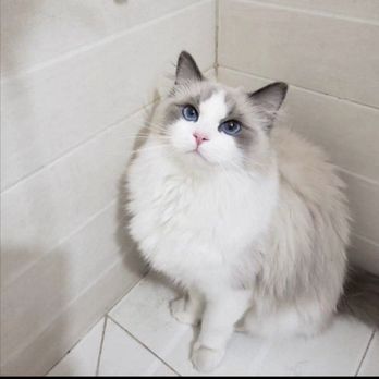Ragdolljjsweeti - Pet Breeders Near Me