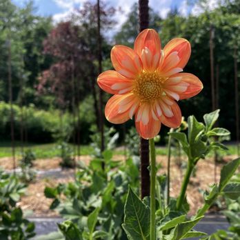 Bonneyville Mill County Park - Experimental gardens! - Parks Near Me - Bristol, Indiana