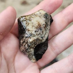 Mudslinger Tours - Mastodon tooth enamel
