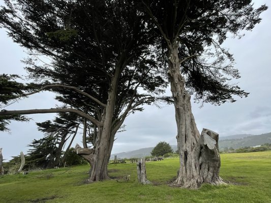 Dunes Beach - Half Moon Bay State Beach by null