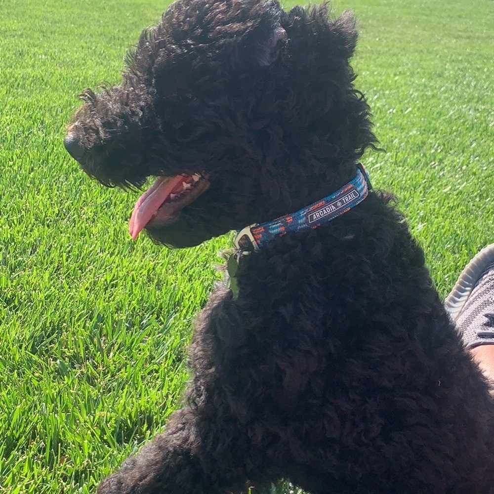 Eco Paw Spa - Our Labradoodle Arlo before the cut - Pet Groomers Near Me Eco Paw Spa - Our Labradoodle Arlo before the cut - Pet Groomers Near Me