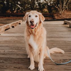 Berkeley Veterinary Clinic - Cooper