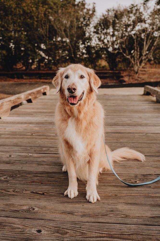 Berkeley Veterinary Clinic Image