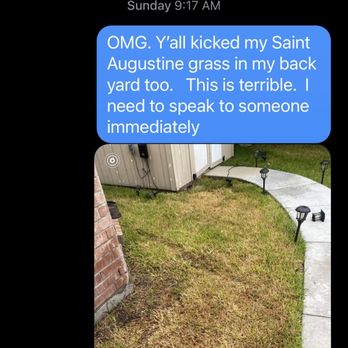 Weed Solutions - Dead St Augustine claimed to be chinch worms. - Pest Control Near Me Weed Solutions - Dead St Augustine claimed to be chinch worms. - Pest Control Near Me