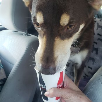 Cammack Station - Cup of whipped cream for the pupster #yum #ReviewsByRL - Sandwiches Near Me - Muncie, Indiana