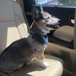 The Salty Paw Grooming Salon