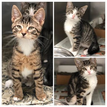 north miami humane society