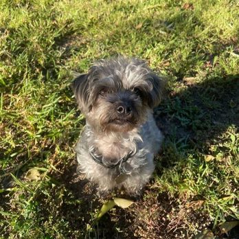 Integrity Dog Training - Riley now that she is trained! - Pet Training Near Me Integrity Dog Training - Riley now that she is trained! - Pet Training Near Me