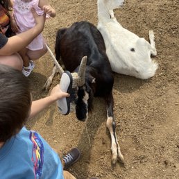 Petting the goats Petting the goats