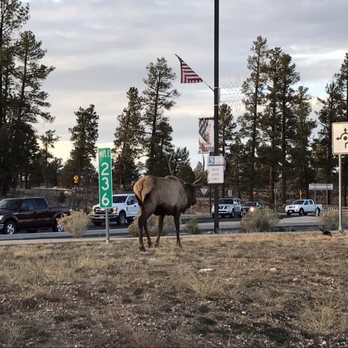 Tusayan General Store - He must've heard that they have beer on tap and fill growlers here! - Grocery Near Me - Tusayan, Arizona Tusayan General Store - He must've heard that they have beer on tap and fill growlers here! - Grocery Near Me - Tusayan, Arizona