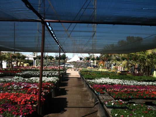 C & S Nursery by null