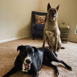 My sweet puppies relaxing.