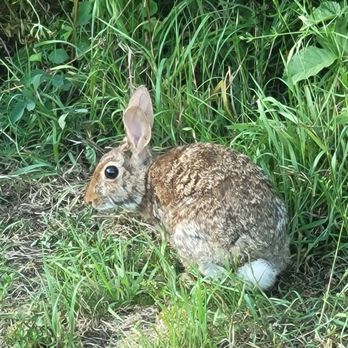 Fanno Creek Trail - Baby bunny! - Parks Near Me - Portland, Oregon Fanno Creek Trail - Baby bunny! - Parks Near Me - Portland, Oregon