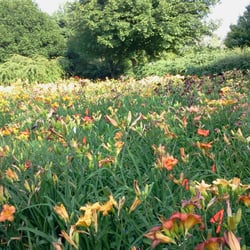 Deepcut Perennial Nursery - BLOOMFEST
