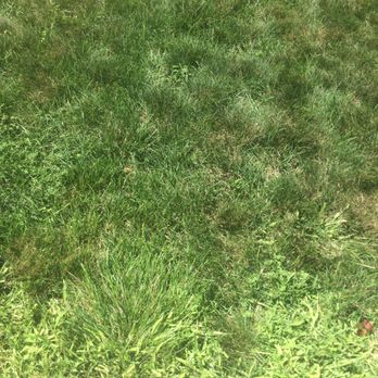 Lawn Dawg - Sooo much crab grass. What I am paying for again? - Lawn Services Near Me - Nashua, New Hampshire Lawn Dawg - Sooo much crab grass. What I am paying for again? - Lawn Services Near Me - Nashua, New Hampshire