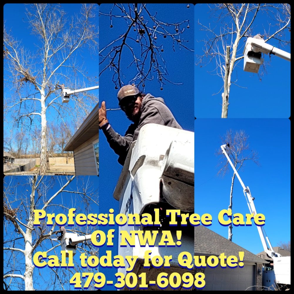 Professional Tree Care of NWA - tree service in Fayetteville, AR