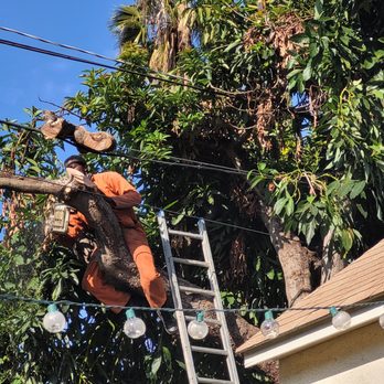 Easy Does It Tree Service - Tree Services Near Me Easy Does It Tree Service - Tree Services Near Me