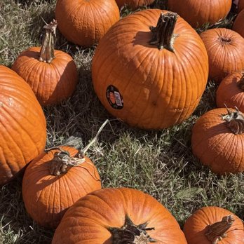 Nature Discovery Center - Pumpkin Patch at the Nature Discovery Center - Community Service/Non-Profit Near Me - Bellaire, Texas Nature Discovery Center - Pumpkin Patch at the Nature Discovery Center - Community Service/Non-Profit Near Me - Bellaire, Texas