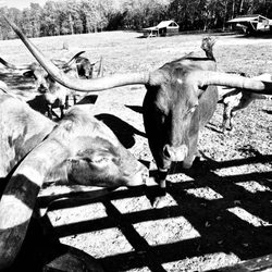 Downey Family Farm