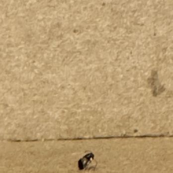 South Flo Pizza In H-E-B - Bug found in the box upon inspection. - Pizza Near Me - San Antonio, Texas South Flo Pizza In H-E-B - Bug found in the box upon inspection. - Pizza Near Me - San Antonio, Texas