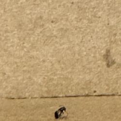 Bug found in the box upon inspection.