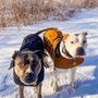 Photo of Behind The Leash