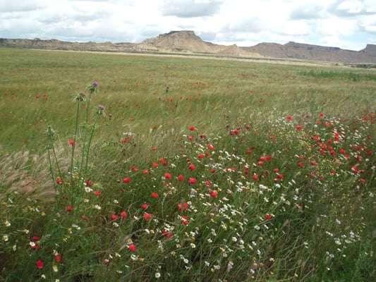 Bardenas Reales by null