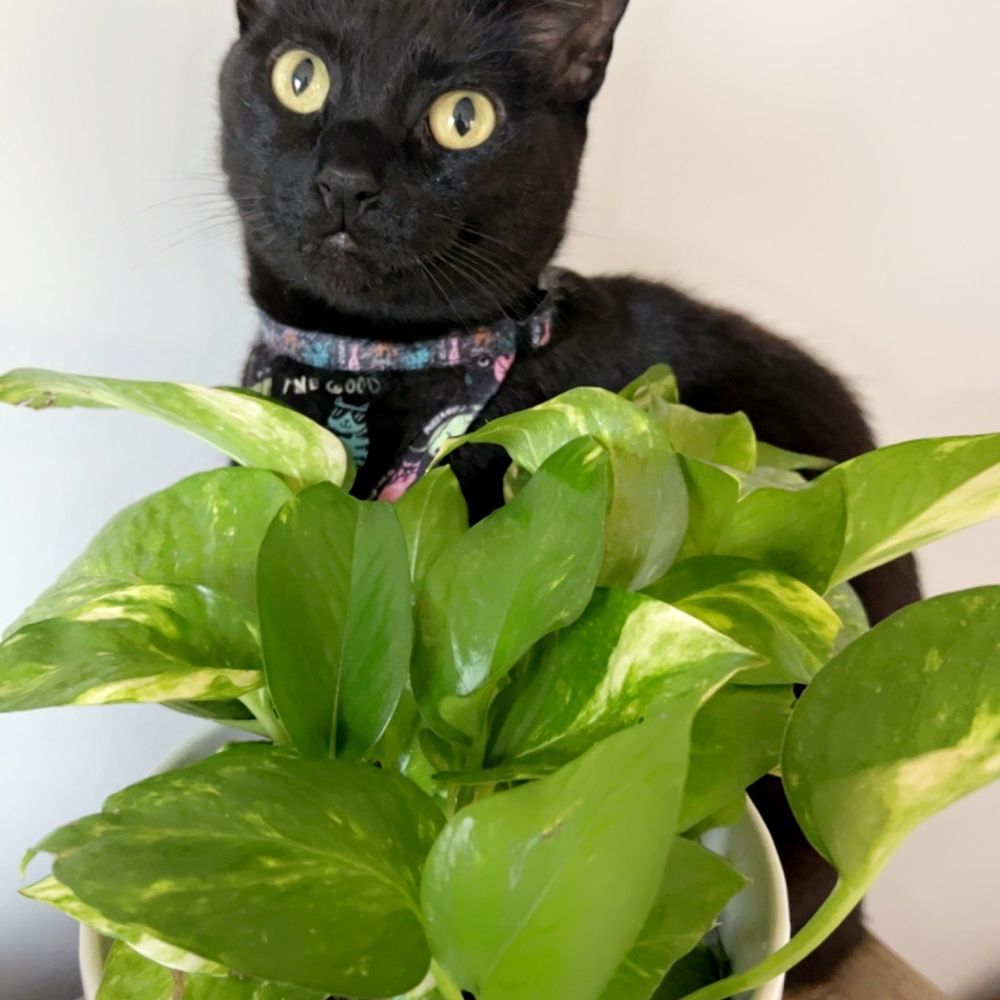 Happy kitty...Jazzy