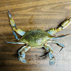Coral Fresh Seafood & crabs