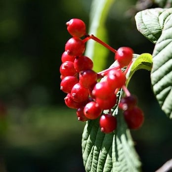 Schoepfle Garden - Holly Tree - Botanical Gardens Near Me - Florence, Ohio