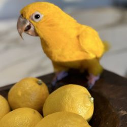 Avian & Exotic Animal Hospital - Golden Conure Queen of Bavaria