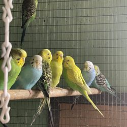Barajas Feed & Supply - Parakeet Birds