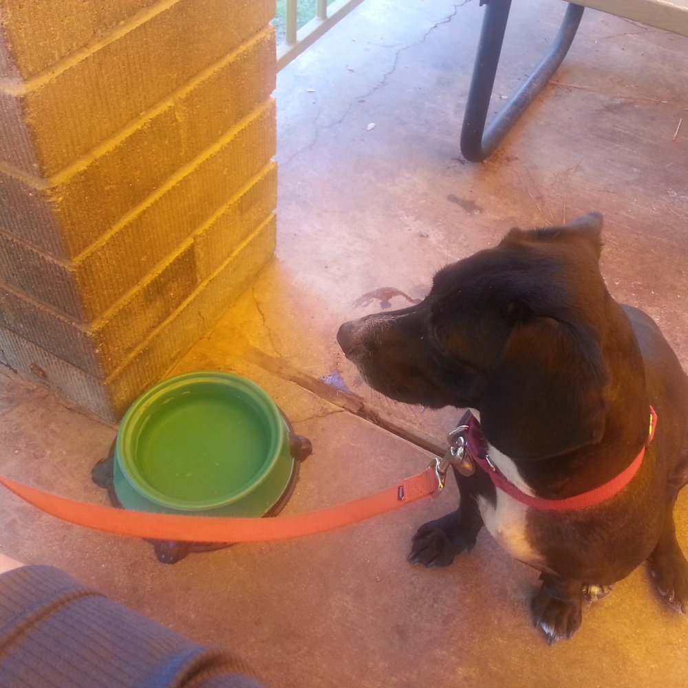 Spokes On Southern - They bring you AND your dog water when you get there! - New American Near Me - Tempe, Arizona Spokes On Southern - They bring you AND your dog water when you get there! - New American Near Me - Tempe, Arizona