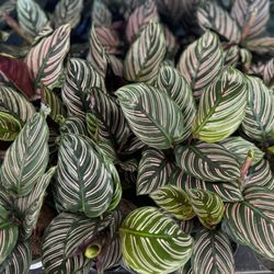 Greenstreet Gardens - House Plants