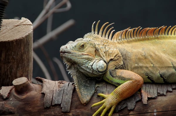Parc zoologique de Paris by null