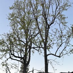 Liquidambar pruning