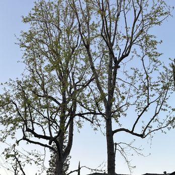 California Tree Design - Liquidambar pruning - Tree Services Near Me