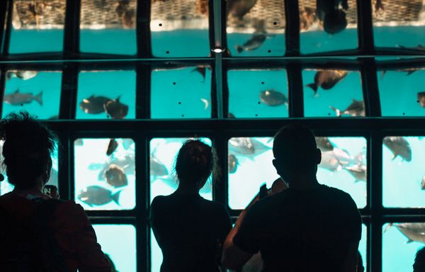 Sunlover Reef Cruises by null