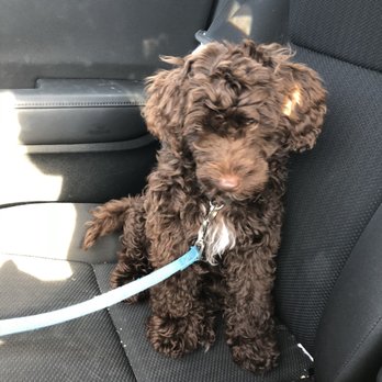 The Dog Spot - Pet Sitting Near Me - Everett, Washington