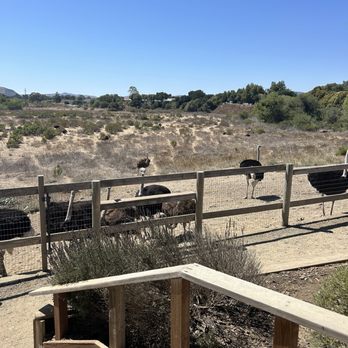 Ostrichland USA - Walkway - Attraction Farms Near Me - Solvang, California Ostrichland USA - Walkway - Attraction Farms Near Me - Solvang, California